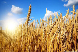 واردات بذر گندم تراریخته به کشور ممنوع است